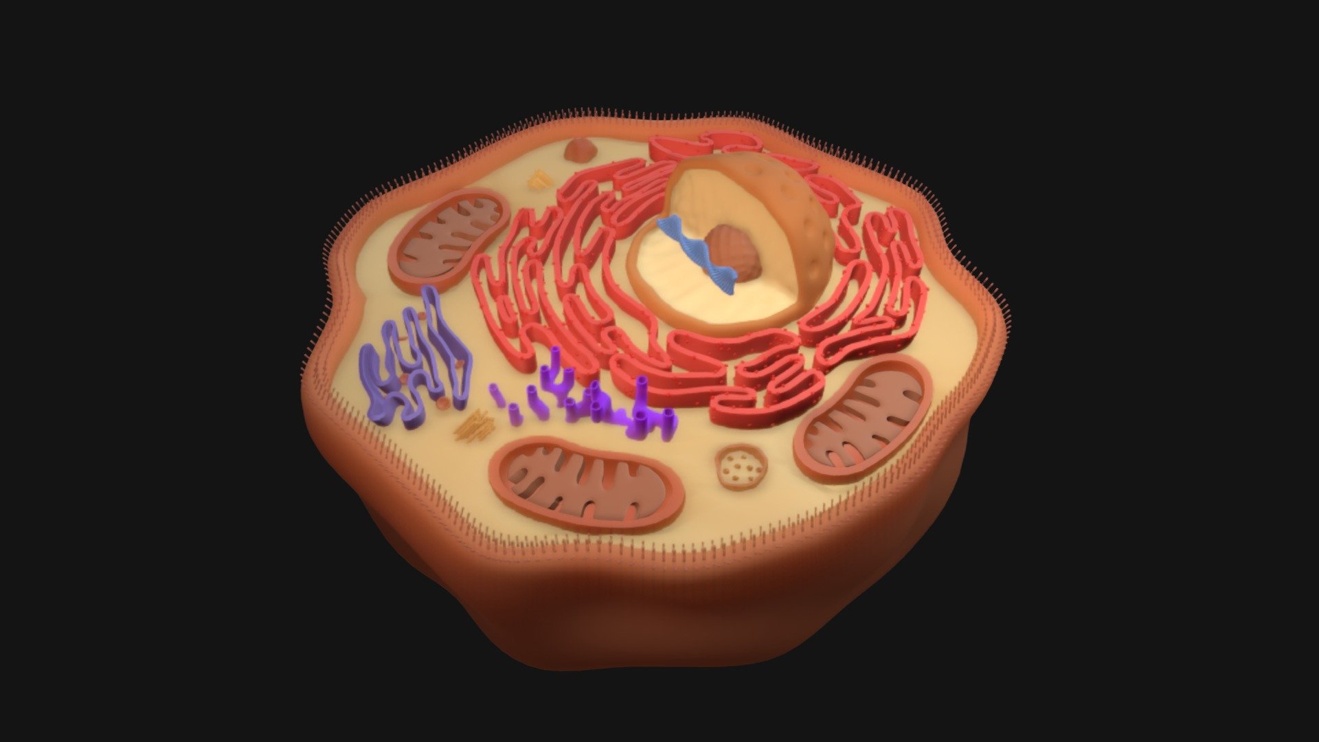 Animal / Human cell 

P.S. I didn't have good grades in biology )
will be glad if you correct me - Human Cell - Download Free 3D model by markdragan 3d model