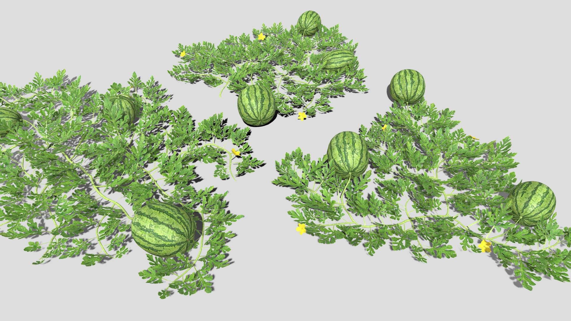 3 low poly watermelon patches - Watermelon plantation - 3D model by Buncic 3d model