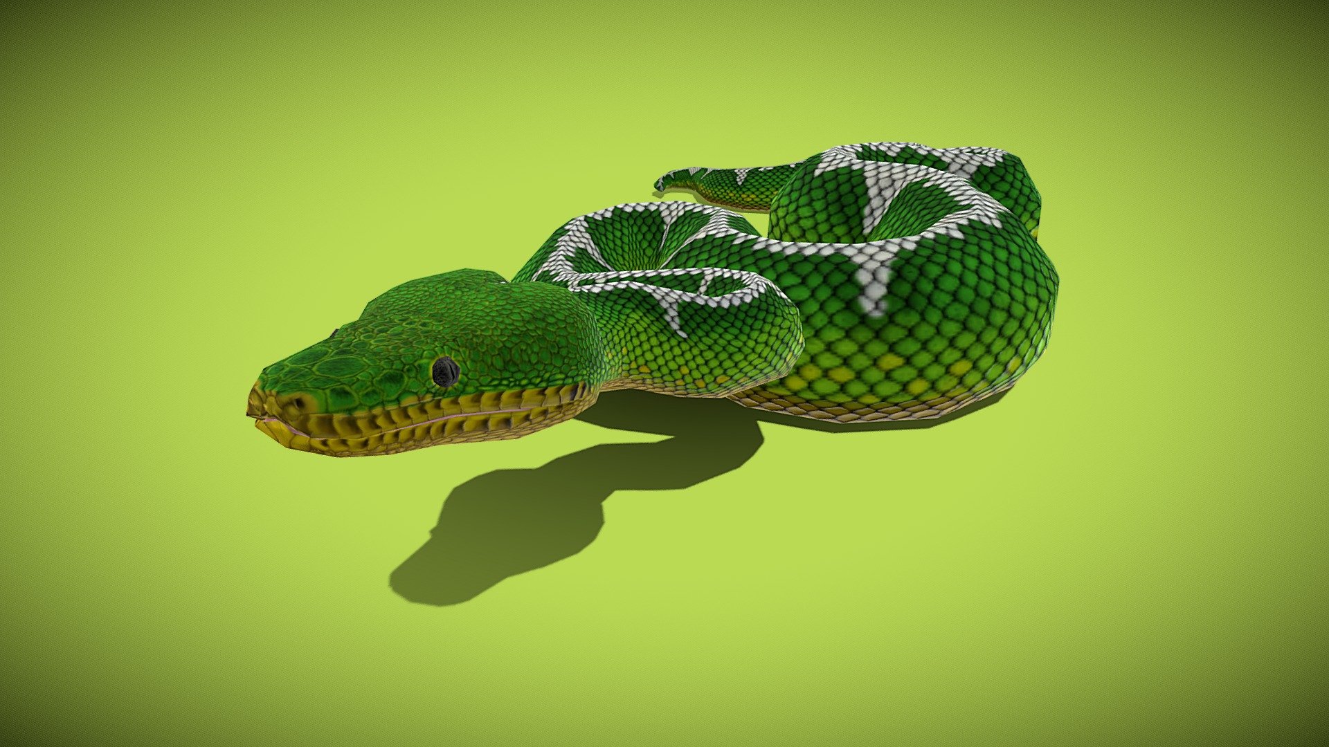 A simple low poly snake model. This is an Emerald Tree Boa.
This model was used as part of the Augmented Reality features of The Living Rainforest Explorer app which is now available for Android and iOS.
Google Play: https://play.google.com/store/apps/details?id=org.trustforsustainableliving.livingrainforest&amp;hl=en_GB&amp;gl=US
Apple app store: https://apps.apple.com/us/app/the-living-rainforest-explorer/id1572807135?uo=2 - Emerald Tree Boa - 3D model by leeprobert 3d model