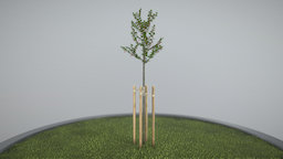 Platane 2 Meter tree, baum, blender-3d, platane, 2-meter