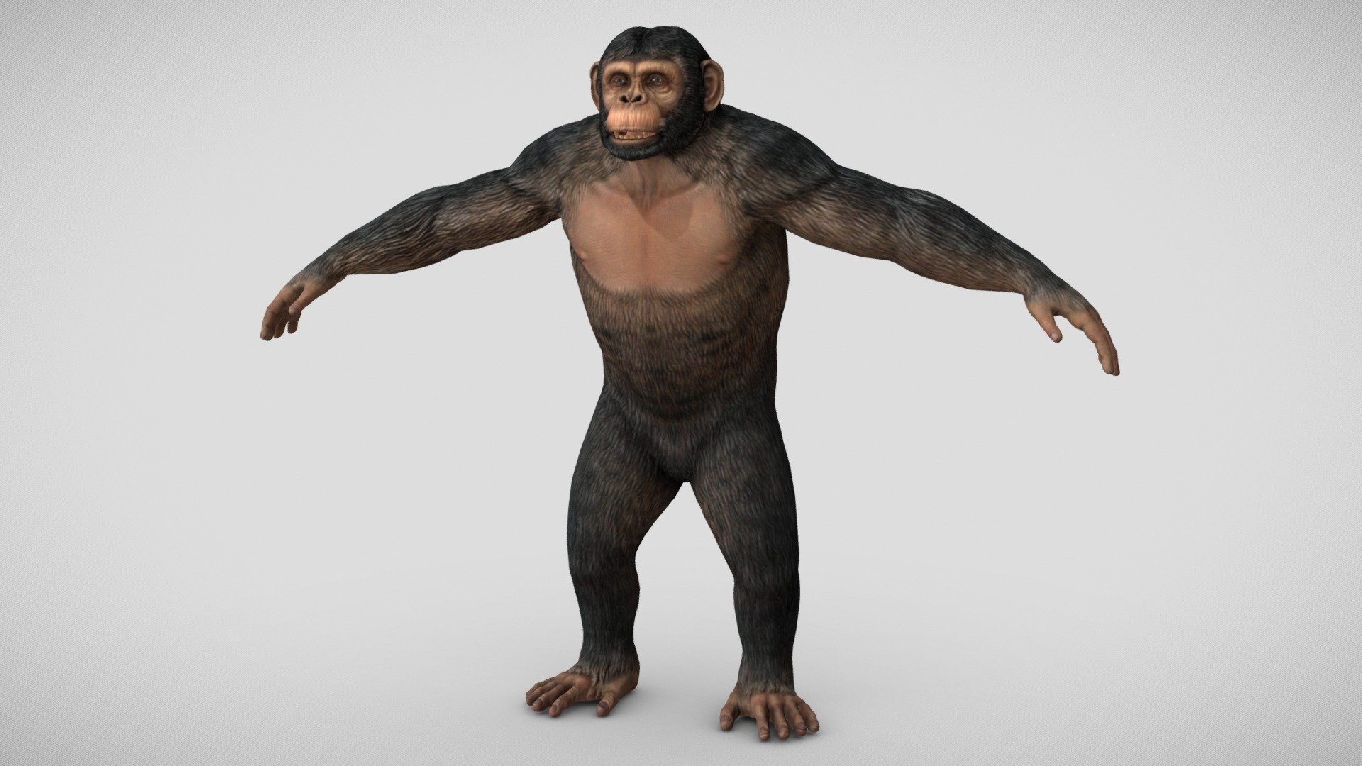 A low-poly Chimpanzee model with textures.

Normal map is provided in 4096 and 8192 sizes.

Color, Specular/Gloss, Occlusion, and Cavity maps are 4096.

Collada, FBX, and OBJ formats included 3d model