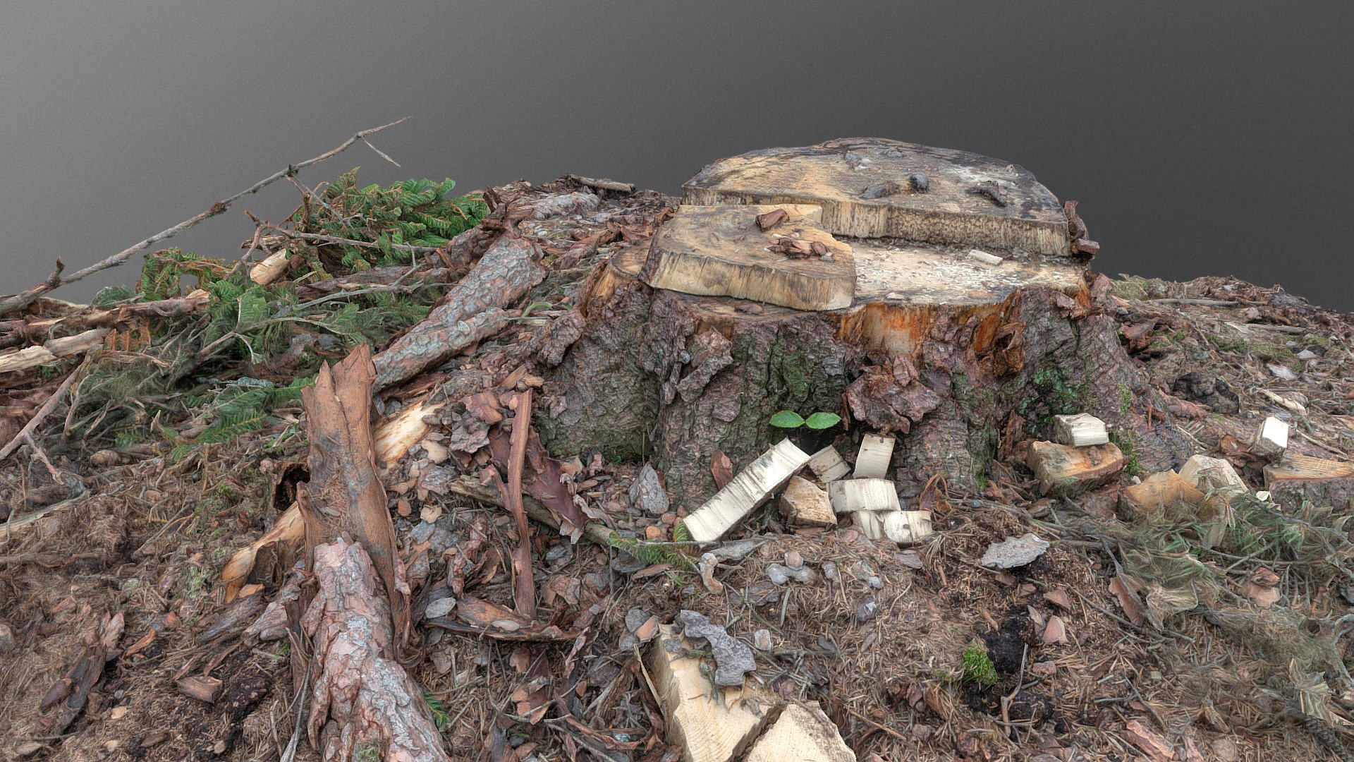 Spruce pine tree stump covered in forest clearing lumber harvesting area with fresh wood sawdust and braches, wood tree lumber timber material isolated

photogrammetry scan (150x24mp), 1x16k textures - Created in RealityCapture by Capturing Reality - Spruce tree stump - Download Free 3D model by matousekfoto 3d model