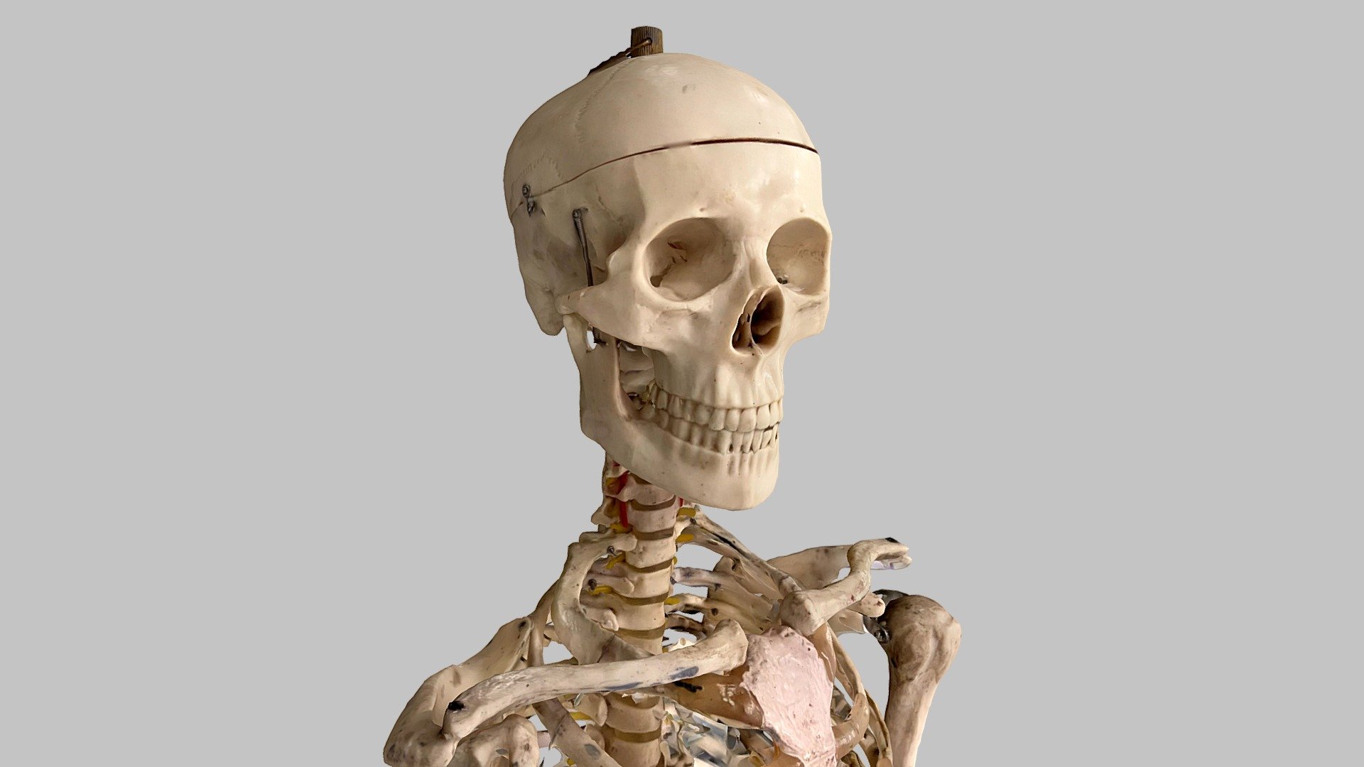 Scan of upper replica skeleten intended for medical and art studies. Captured on phone 3d model