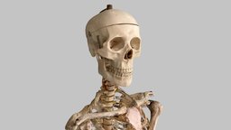 Skeleton-top shoulder, photogrammetry, skull