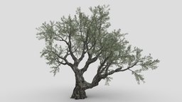 Live Oak Tree-S11 object, tree, plant, oak, live, branch, trunk, nature, highquality, architecture, game, highpoly