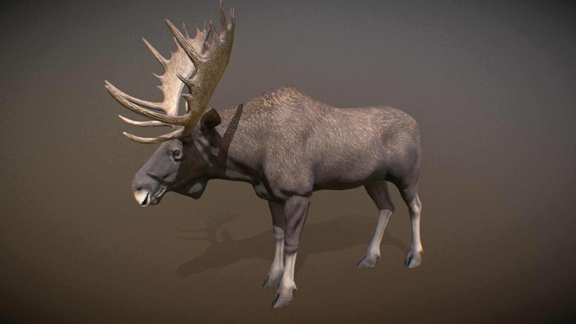 Animated realistic male Moose with 57 animations authored at 60fps and 4k textures.

Note: Preview uses lower-res mesh (LOD1), 1K textures and only a few of the full set animations.

Get our animal in full detail, 4K textures and check the full list of animations.

Features:




male Moose model

Animations authored at 60 fps

All animations available with and without the root motion

uncompressed 4K Textures

3ds Max animation rig

LODs
 - Animalia - Moose (male) - 3D model by GiM (@GamesInMotion) 3d model