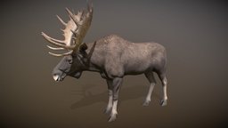 Animalia quadruped, moose, gim, animalia, animal, animated
