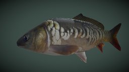 Mirror carp fish, underwater, mirror, ready, ambientocclusion, water, normal, carp, free