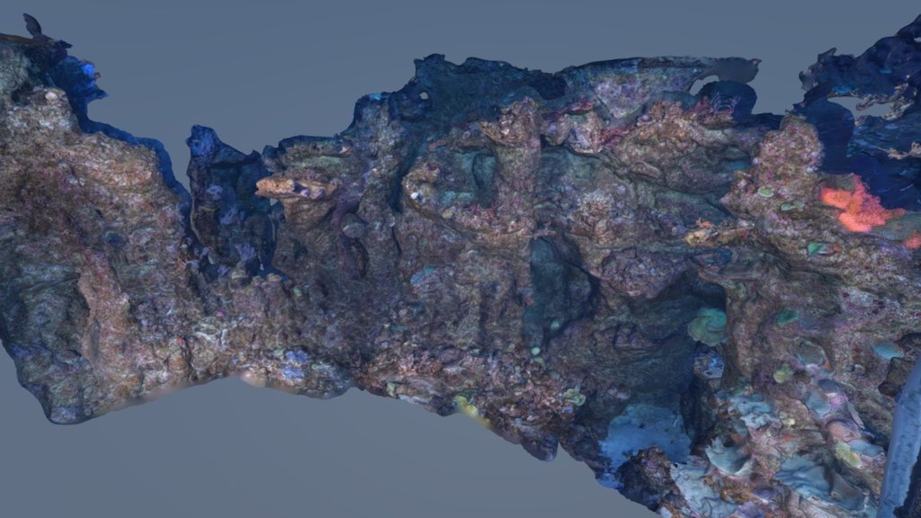 Photogrammetry test.  Geometry to be used in our Coral Reef planetarium show production.

High dense point cloud + mesh + 1x16000 texture

From 1/4 res proxies, color graded, lens distortion removed

Nikon D500, 10-17mm with 2 strobes.  (fixed at 14mm)   

Photography by Luiz Rocha - Steinhart Aquarium, Philippine Coral Reef - 3D model by California Academy of Sciences Viz Studio (@vizstudio) 3d model