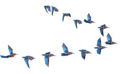 animated flock birds lowpoly art style flying, bird, birds, animals, polygonal, urban, hummingbird, lowpolygon, sparrow, tits, lowpolyart, feed, flock, flocking, starling, art, fly, city, animal, animated, polygon, migrating