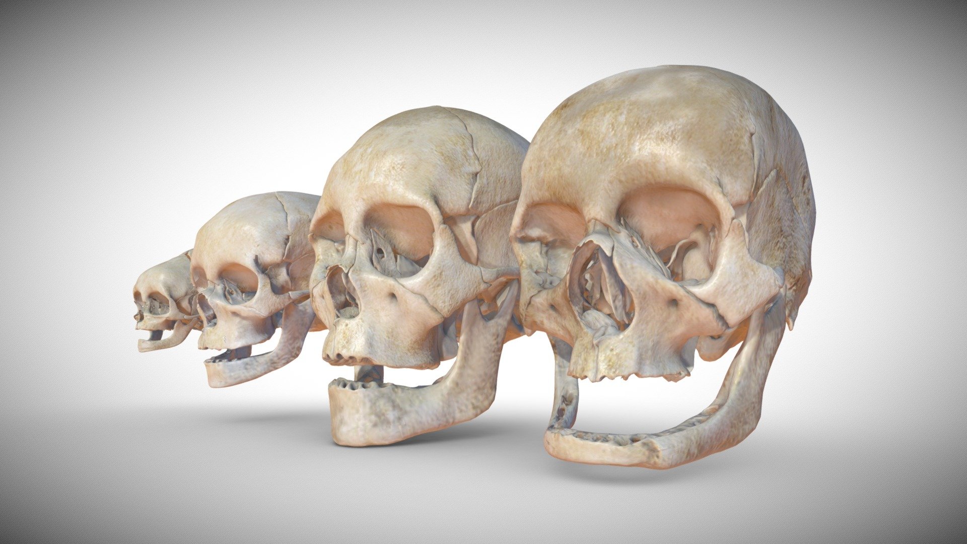 Age Based Skulls
These are four stages model showing the significant changes in the skull structure over the aging process of the human being.

Medical Notes:

The models are medically accurate of ages: 0,8,35,80 respectively, each age consists of 20 bone (object)

1.Left Zygomatic

2.Mandible

3.Left Temporal

4.Left Palatine

5.Left Nasal

6.Left Maxilla

7.Left Lacrimal

8.Inferior Conchae

9.Left Parietal

10.Right Parietal

11.Ethmoid

12.Vomer

13.Sphenoid

14.Right Zygomatic

15.Frontalis

16.Right Temporal

17.Right Palatine

18.Right Nasal

19.Right Maxilla

20.Right Lacrimal

Technical Notes:


Every bone in the skull is separate and can be moved/rotated/scaled.

Soon it will be available  in the store section. 

You can always contact us for custom made model or animation.

Hope you like it… - Age Based Skulls - Buy Royalty Free 3D model by Sets & Kits (@Setsandkits) 3d model