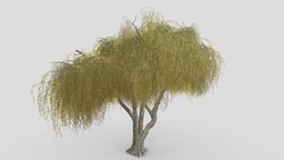 Weeping Willow Tree-S3