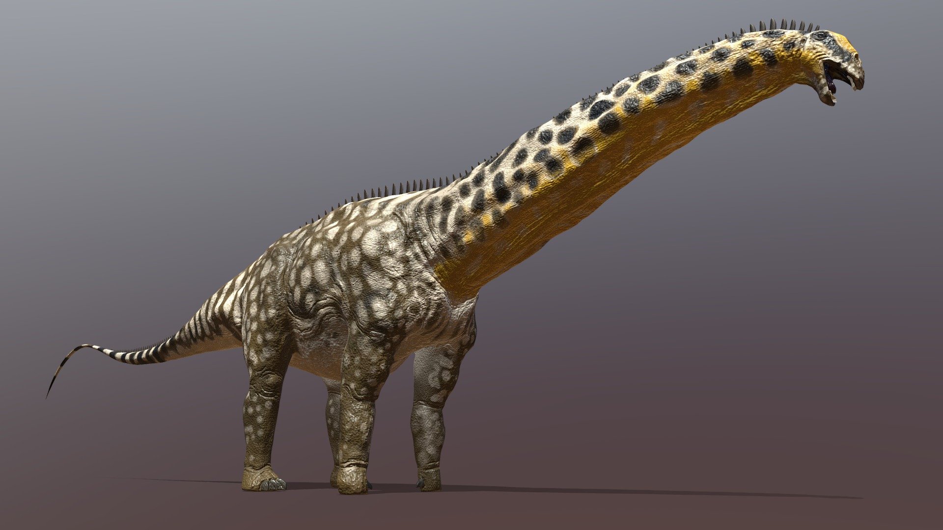My version of the classic sauropod dinosaur, Brontosaurus excelsus. I made this 3D model using Maya, ZBrush, and Substance Painter.

For a great skeletal drawing of this animal, check out Scott Hartman's website: https://www.skeletaldrawing.com/sauropods-and-kin/apatosaurus-excelsus - Brontosaurus excelsus - 3D model by Nathan E. Rogers (@nathan.rogers) 3d model