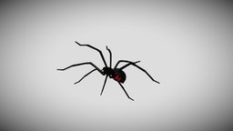 Medhue Black Widow Spider insect, spider, bug, arachnid, web