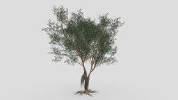 Ficus Benjamina Tree-S18