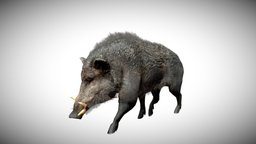 Boar hunting, boar, lowpolymodel, gamereadymodel, character, animated, rigged