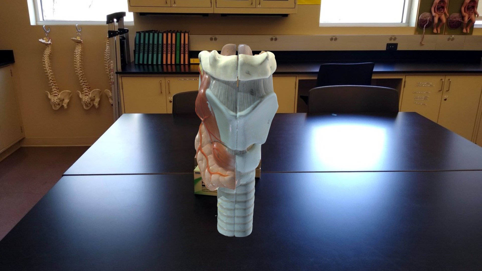 Somso larynx model - Layrnx Whole - Download Free 3D model by Dr. Alex Cheroske (@aquaman27) 3d model