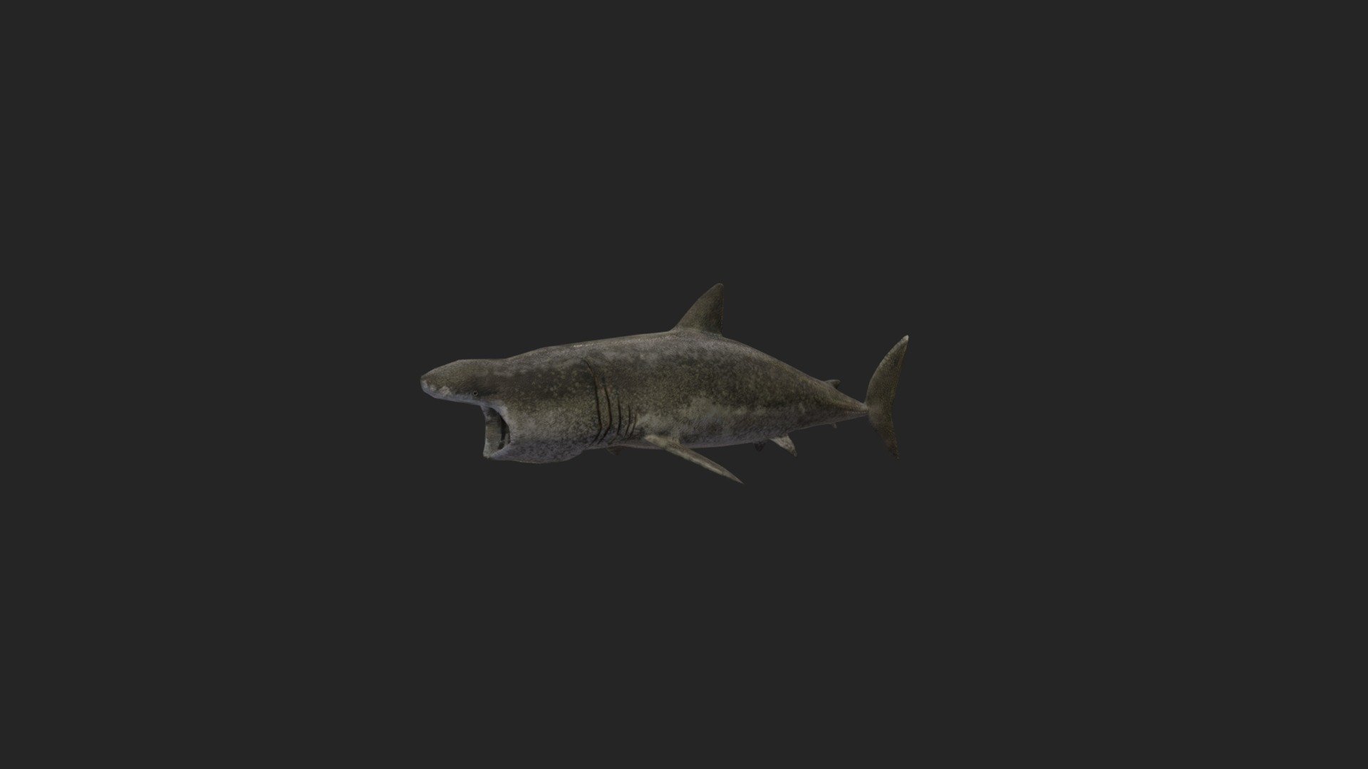 Basking Shark 3D Model 
Polygons: 3600 
vertices: 1800 
Texture: PNG format, Size: 2048*2048. 
3 maps: Diffuse, Normal, Roughness. 

Low poly, suitable for all types of projects (games or movies) and compatible for both mobile game projects. 
Modifier Turbosmooth presever. Easy upgrade or reduce mesh to render, or visual reality project! 



Format description: 
Original model created by 3dsmax. Additional formats include Maya, FBX (you can import directly into the project immediately), obj, 3ds 



If there is a need for any type of model, send a message! We will provide. 
Thanks for your interest and love! - Basking-shark - 3D model by josluat91 3d model