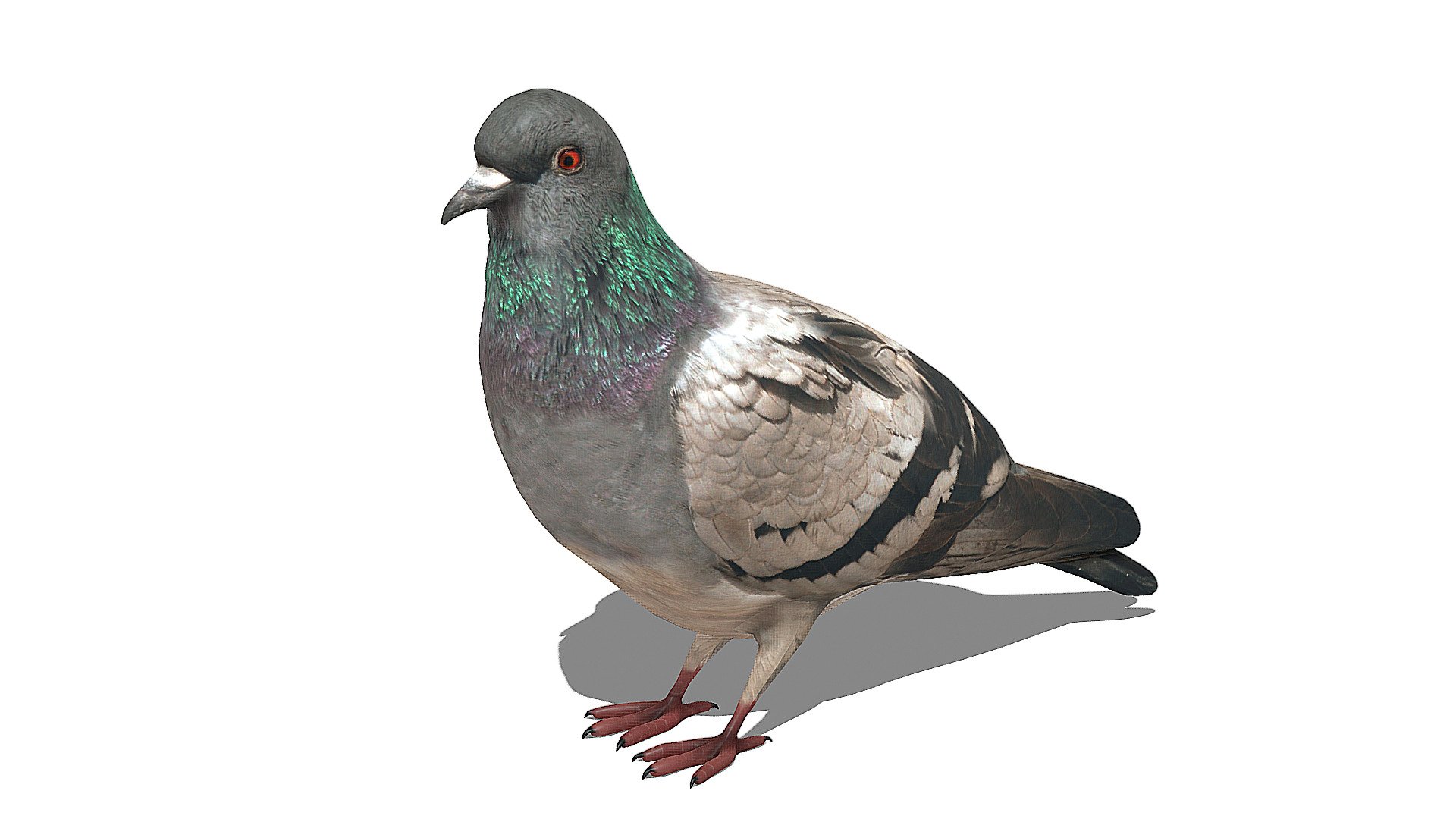Pigeon #1 - Pigeon #1 - Download Free 3D model by ₦₥₵ ฿₵ (@nmcbc) 3d model