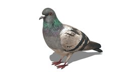 Pigeon #1 pigeon, 1