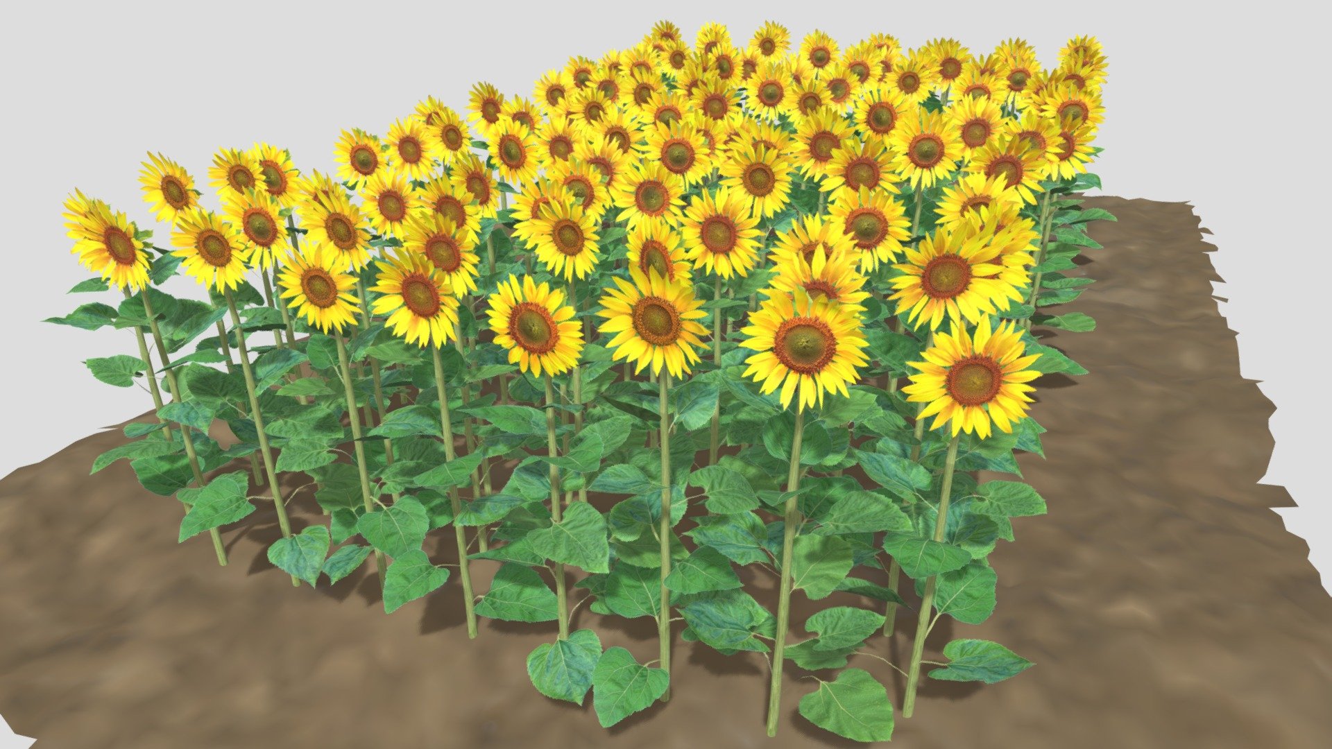 Sunflower field - sunflower - 3D model by Buncic 3d model
