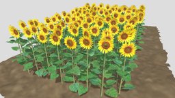 sunflower plant, ranch, oil, sunflower, farm, crop, plantation