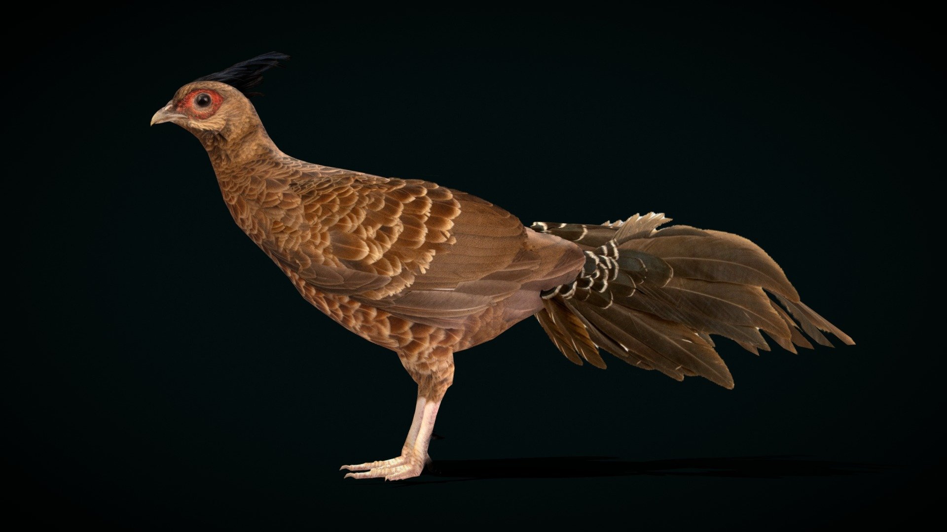 Nepal Kalij pheasant Pose FBX original File




Nepal kalij pheasant (kalij_pheasant,Simply_Kaliji)  Nepal.

Lophura _leucomelanos Animal Bird    (Animalia)  

1 Draw Calls

Low Poly

4K PBR Textures Material 

Unreal FBX (Unreal 4,5 Plus)

USDZ File (AR Ready). Real Scale Dimension

Textures Files

GLB File (Unreal 5.1  Plus Native Support)


Gltf File ( Spark AR, Lens Studio(SnapChat) , Effector(Tiktok) , Spline, Play Canvas,Omiverse ) Compatible




Triangles : 6666



Vertices  : 3605

Faces     : 3380

Edges     : 6970

Diffuse, Metallic, Roughness , Normal Map ,Specular Map,AO

The kalij pheasant, or simply kalij, is a pheasant found in forests and thickets, especially in the Himalayan foothills, from Nepal, Pakistan to western Thailand. Wikipedia
Scientific name: Lophura_leucomelanos
Conservation status: Least Concern (Population decreasing) Encyclopedia of Life
Family: Phasianidae
Domain: Eukaryota
Kingdom: Animalia
Order: Galliformes
Phylum: Chordata - Nepal Kalij Pheasant Bird (Lowpoly) - Buy Royalty Free 3D model by Nyilonelycompany 3d model