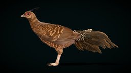Nepal Kalij Pheasant Bird (Lowpoly)