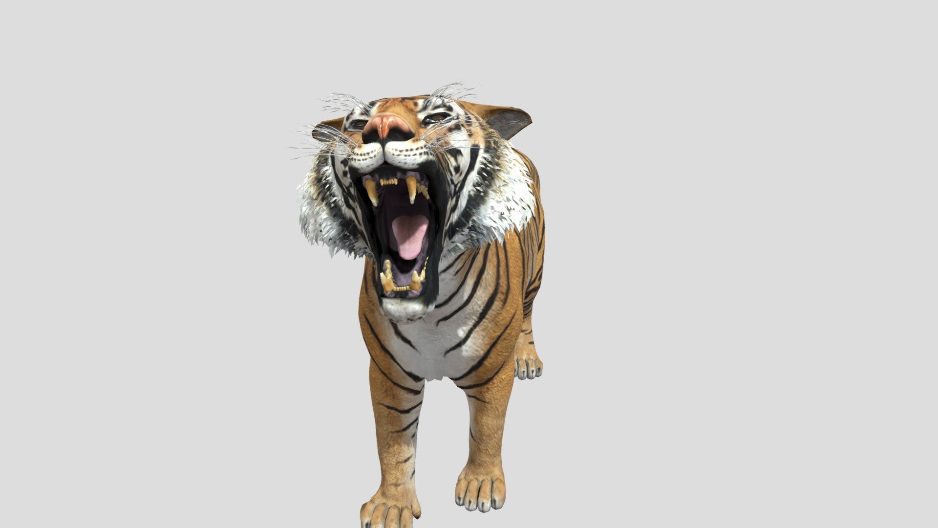 the tiger's mouth is quite scary though - tiger animation - Download Free 3D model by dinomaster 3d model