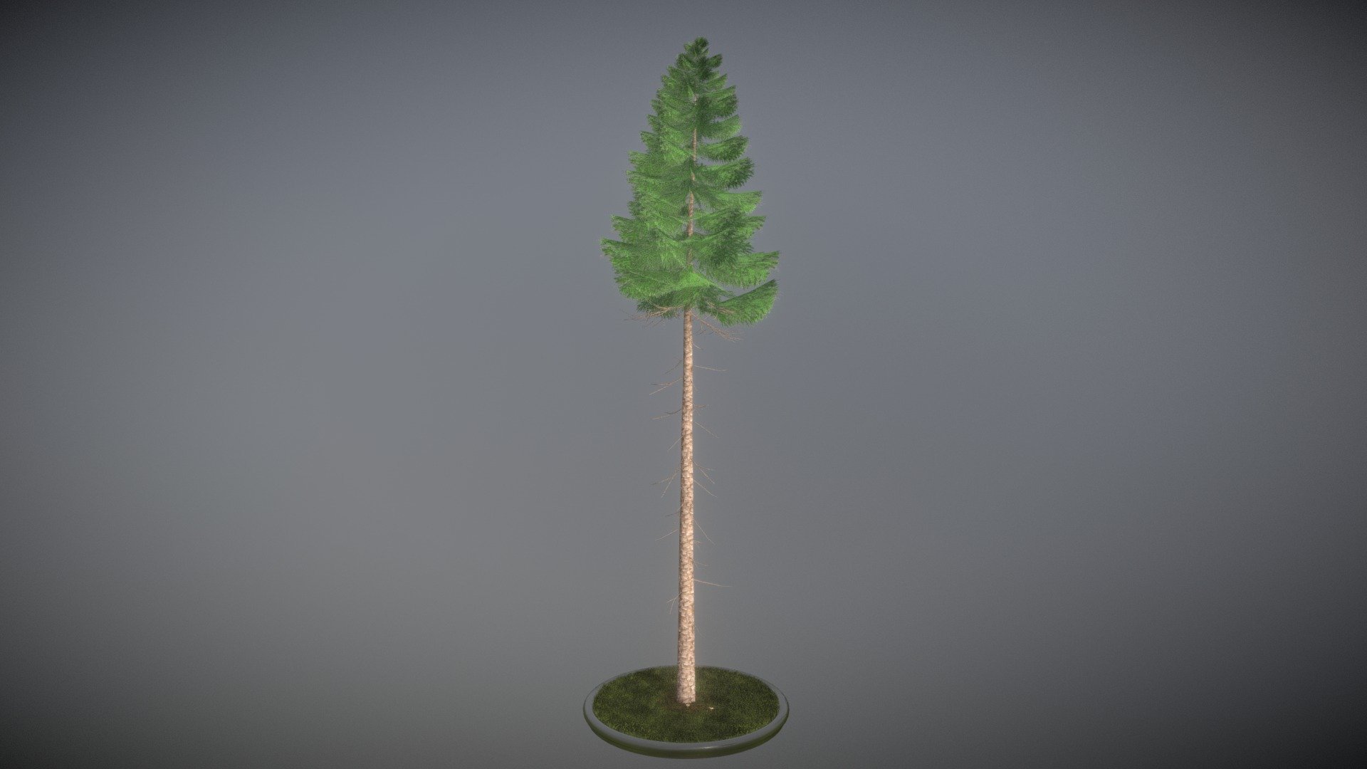 Here is a 31 meter high spruce tree.

 



Textures(2k):

-Color map

-Normal map



Here on Sketchfab you can see and purchase some of our 3d-models which we are using in our projects for VIS-All.

This model was created by 3DHaupt for the Software-Service John GmbH.

The model was created in Blender-3d - Spruce Tree 31 Meter Version 2 - 3D model by VIS-All-3D (@VIS-All) 3d model