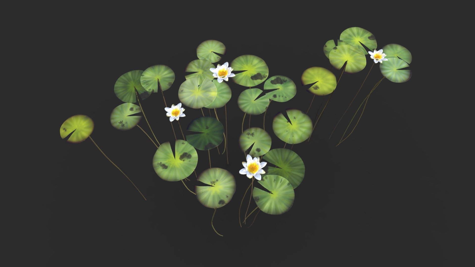 This fresh Water Lily plant set includes 20 different objects :




3 prefabs

2 flowers

4 Stems

4 Single leaves

6 Groups of leaves

The asset is available in realistic style and can be used in any game in aquatic freshwater biomes as rivers, lakes, billabongs or swamps (post-apo, first person shooter, GTA like, construction… ). All objects share a unique material for the best optimization for games.

Those AAA game assets of aquatic water lily plant will embellish you scene and add more details which can help the gameplay and the game-design.

Low-poly model &amp; Blender native 3.1

SPECIFICATIONS




Objects : 20

Polygons : 4022

Subdivision ready : No

Render engine : Eevee (Cycles ready)

GAME SPECS




LODs : No

Numbers of LODs : 0

Collider : No

Lightmap UV : No

TEXTURES




Materials in scene : 1

Textures sizes : 2K

Textures types : Base Color, Metallic, Roughness, Normal (DirectX &amp; OpenGL), Heigh, Emissive &amp; AO (also Unity &amp; Unreal ARM workflow maps)

Textures format : PNG
 - Water Lily Set - Buy Royalty Free 3D model by KangaroOz 3D (@KangaroOz-3D) 3d model