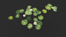 Water Lily Set plant, flower, tropical, set, river, lake, exotic, aquatic, vegetation, fresh, props, water, lily, game-ready, swamp, ue4, unrealengine, game-asset, riverside, freshwater, unity, unity3d, low-poly, asset, game, lowpoly, gameasset, environment, ue5, billabong