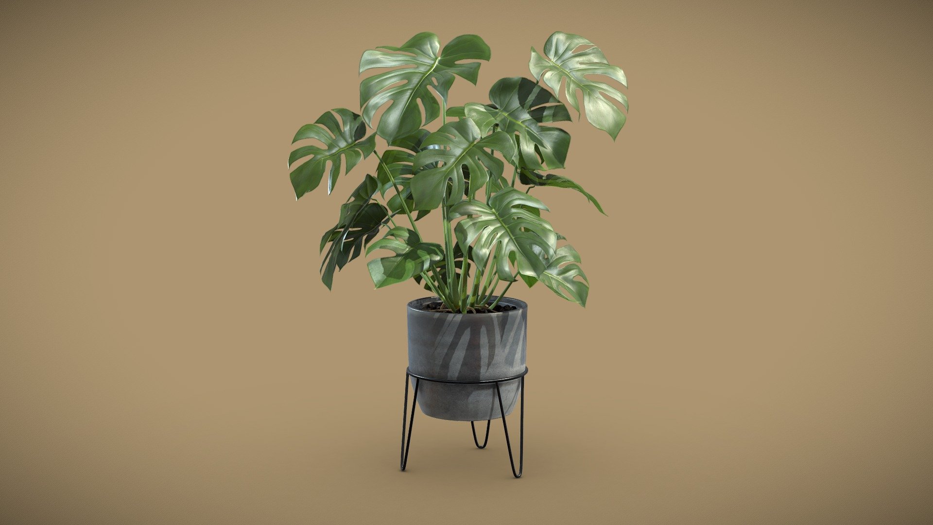 Monstera Deliciosa Pot Stand
Monstera deliciosa is an impressive houseplant that adds drama to any room. Native to Mexico and other tropical parts of the Americas, this plant features massive, heart-shaped leaves.

4k Textures




Vertices  13 991

Polygons  12 831

Triangles 25 611
 - Monstera Deliciosa Pot Stand - Buy Royalty Free 3D model by AllQuad 3d model