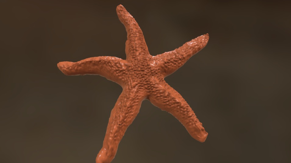 I thought an echinoderm would be a nice addition to an underwater scene. I sculpted the starfish in Sculptris and did some final tweaking in Blender 3d model