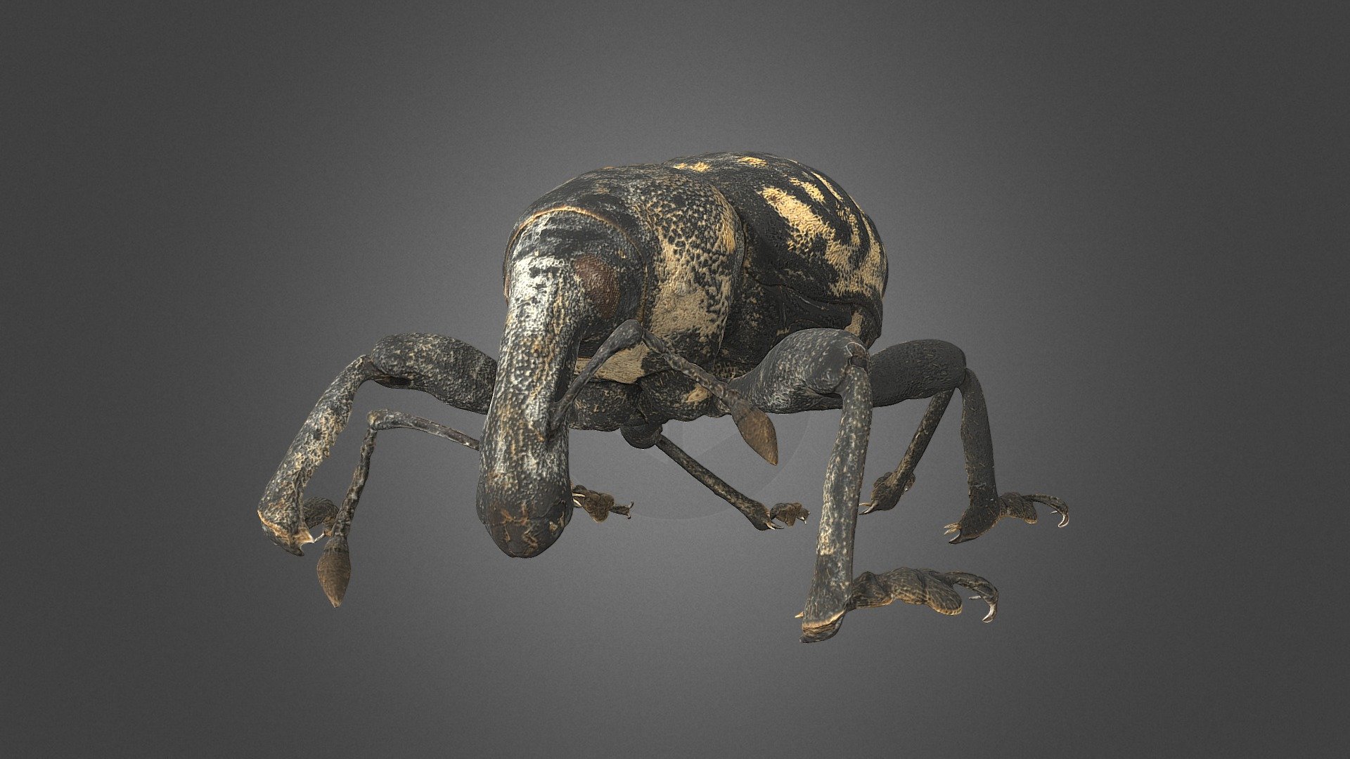 What a beautiful weevil - digidized with #DISC3D. This is the largest weevil species in Central Europe, living in montane areas 3d model