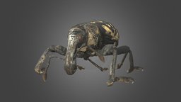 Liparus glabrirostris insect, beetle, disc3d
