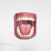 Oral cavity mouth, teeth, tongue, dental, oral, tooth, education, medicine, elearning, dentistry, sciart, medical_model, school-of-dentistry, uod, scottish-dental-education-online, oral_cavity, zbrush