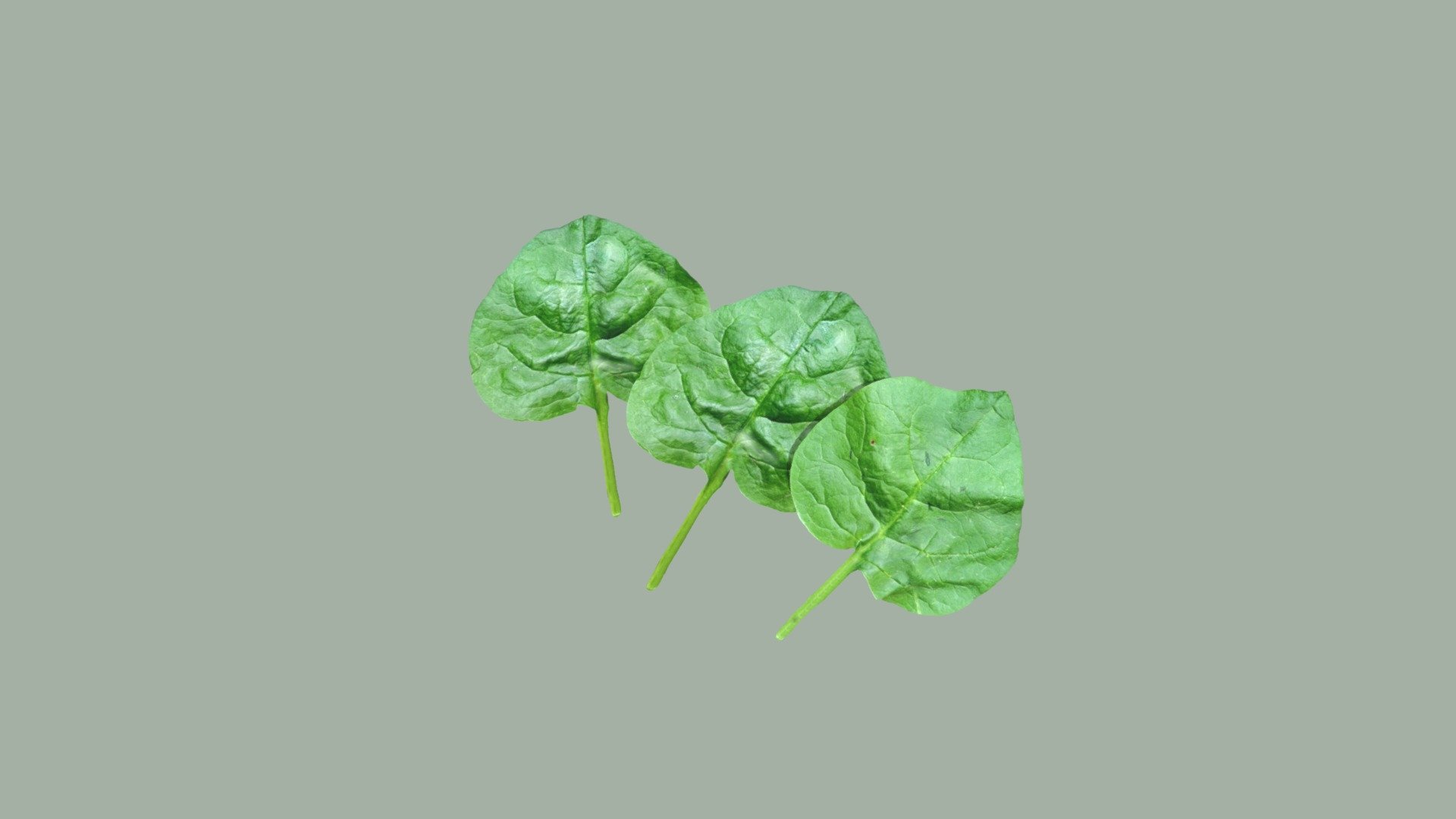 3d model of a Spinach. Perfect for games, scenes or renders.

Model is correctly divided into main parts. All main parts are presented as separate parts therefore materials of objects are easy to be modified or removed and standard parts are easy to be replaced.

TEXTURES: Models includes high textures with maps: Base Color (.png) Height (.png) Metallic (.png) Normal (.png) Roughness (.png)

FORMATS: .obj .dae .stl .blend .fbx .3ds

GENERAL: Easy editable. Model is fully textured.

Vertices:1.0k Polygons: 0.9k

All formats have been tested and work correctly.

Some files may need textures or materials adjusted or added depending on the program they are imported into 3d model