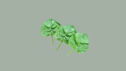 Spinach plant, plants, leaf, herb, farm, popeye, vegetable, vegetables, spinach, 3d, lowpoly, low, poly, gameready, espinaca