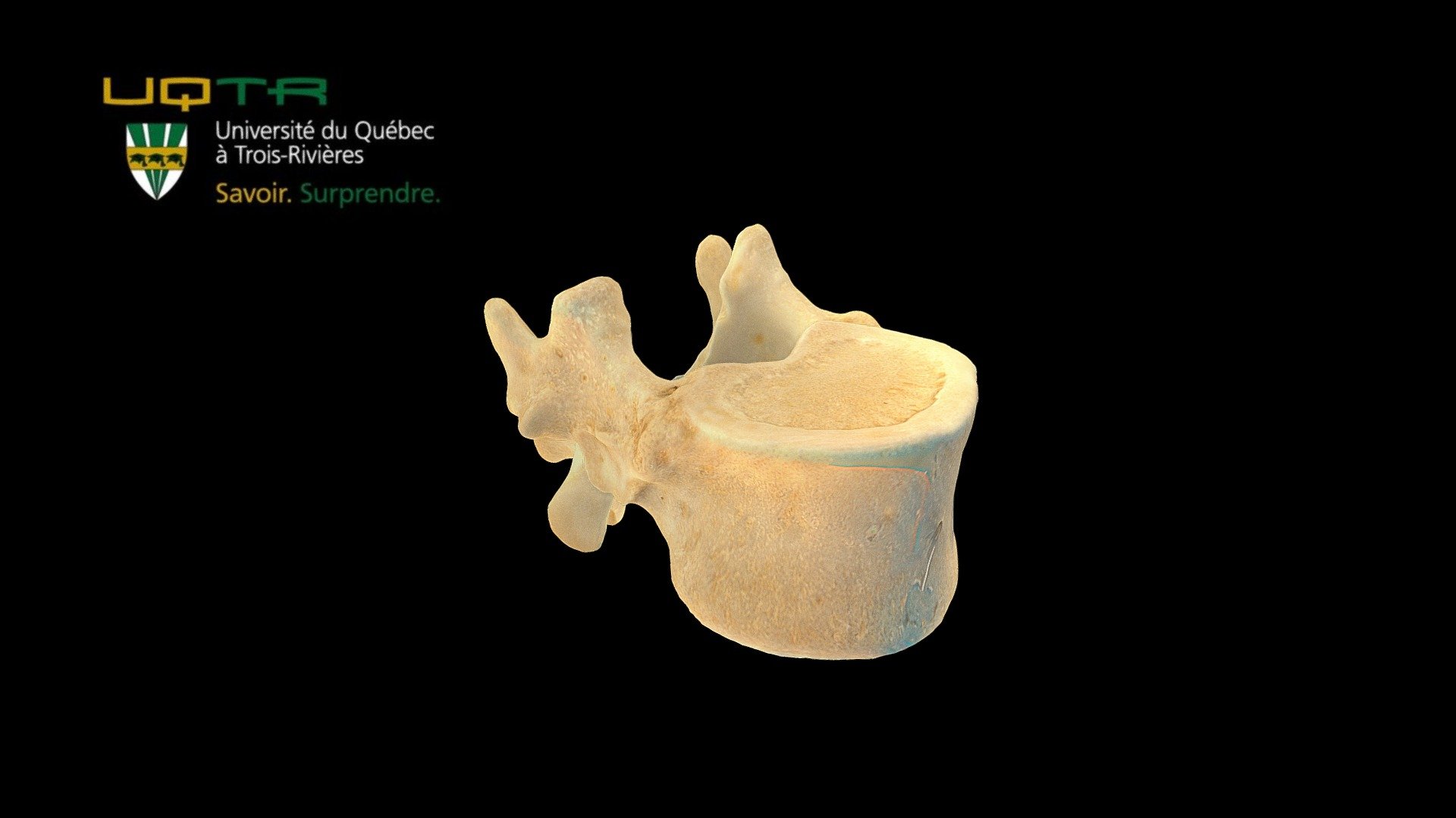 Vertèbre dorsale 12 / Thoracic vertebra 12 - 3D model by Anatomie UQTR - Anatomy UQTR (@AnatomieUQTR) 3d model