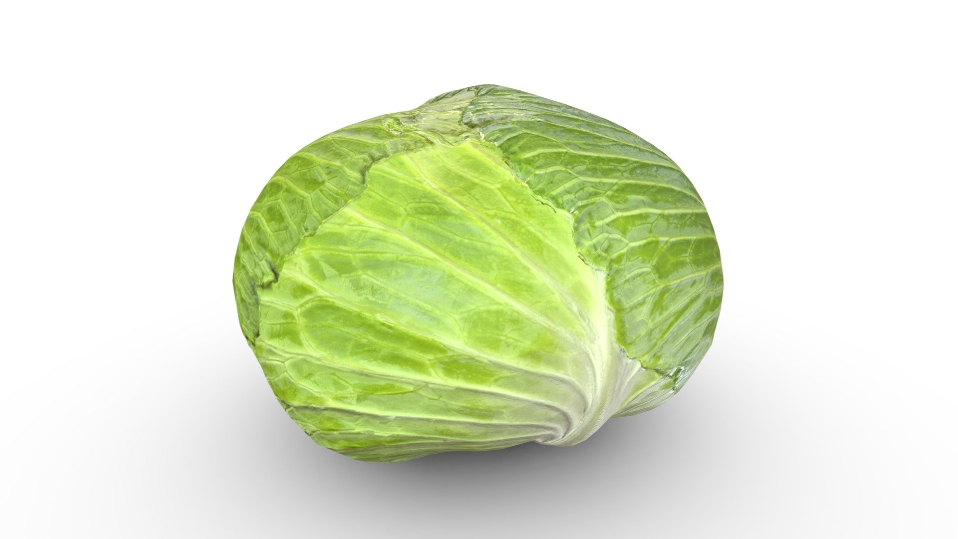 Support the Free 3D Model Library for only $1 per month: https://www.patreon.com/meerdigital

Enhance your projects with this premium model of a cabbage. This model has a very lean polygon count at 1,536, making it perfect for real-time applications or quick render times in ray tracing engines. The geometry comprising this model has been whittled down to the absolute bare minimum possible while still retaining most of its visual quality.

Features:




1,536 polygons quads / 3,072 when triangulated

All quad geometry, no tris or n-gons

2048px by 2048px textures for PBR workflows (Albedo/Color, Normal, Roughness &amp; Ambient Occlusion)

Non-overlapping UV Map

World scale set to centimeters

&ldquo;Cabbage