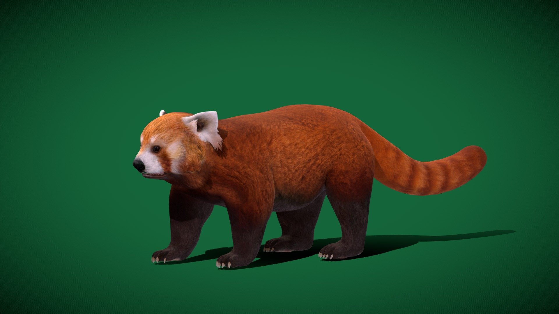 Red Panda (Endangered)Cute,Pet,Animalia

Ailurus fulgens Animal small Mammal (Lesser panda)Himalayas,southwestern China

1 Draw Calls

MidPoly

Game Ready (Character)

Subdivision Surface Ready

12- Animations 

4K PBR Textures 2 Material

Unreal/Unity FBX 

Blend File 3.6.5 LTS / 4

USDZ File (AR Ready). Real Scale Dimension (Xcode ,Reality Composer, Keynote Ready)

Textures Files

GLB File (Unreal 5.1 Plus Native Support)


Gltf File ( Spark AR, Lens Studio(SnapChat) , Effector(Tiktok) , Spline, Play Canvas,Omiverse ) Compatible




Triangles -34192



Faces -20368

Edges -39042

Vertices -18741

Diffuse, Metallic, Roughness , Normal Map ,Specular Map,AO


Ailuridae is a family in the mammal order Carnivora. The family consists of the red panda and its extinct relatives. Georges Cuvier first described Ailurus as belonging to the raccoon family in 1825; this classification has been controversial ever since 3d model