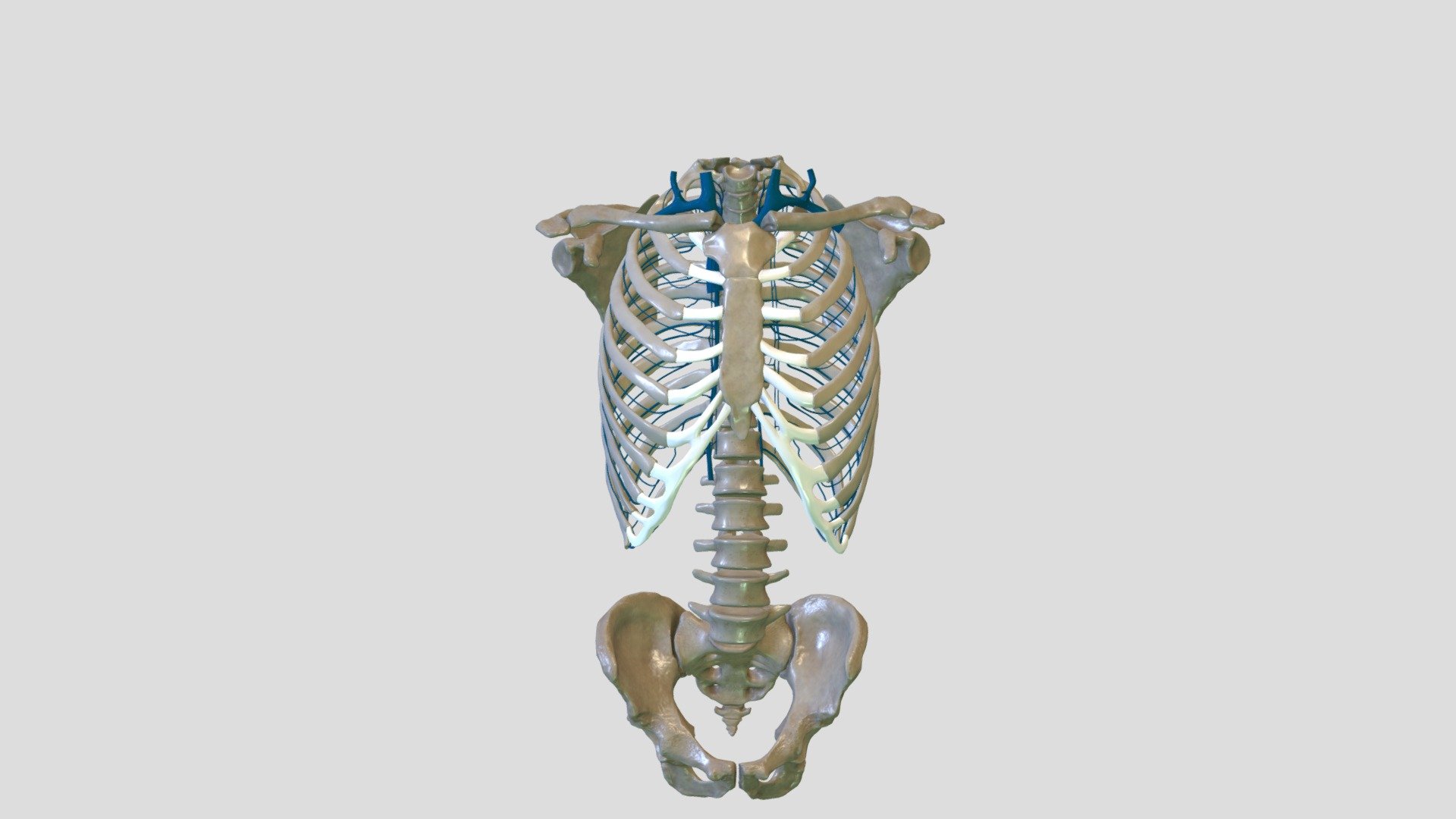 Krūškurvja vēnas - 3D model by Anatomy Next (@a4s) 3d model