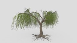Weeping Willow Tree-04