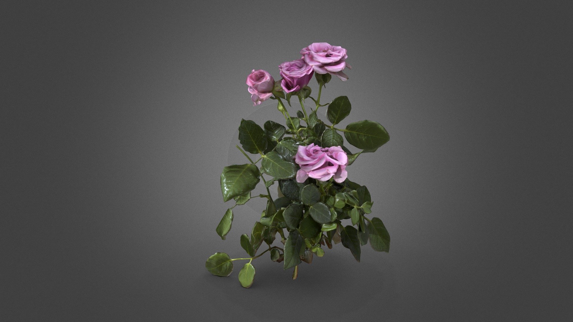 rose flower - Download Free 3D model by Makovetkyi Volodymyr (@pbr-scans) 3d model