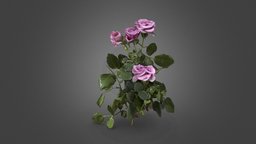 rose flower plant, flower, photorealistic, 3dcoat, rose, flowerpot, realistic, pbr, scan