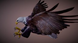 Bald Eagle Attack bird, raptor, wildlife, bald-eagle, zbrush-lowpoly, 3d-3d-model-3d-scan-3d-printing, zbrush4r8-substance-painter, dive-attack-prey, haliaeetus-leucocephalus