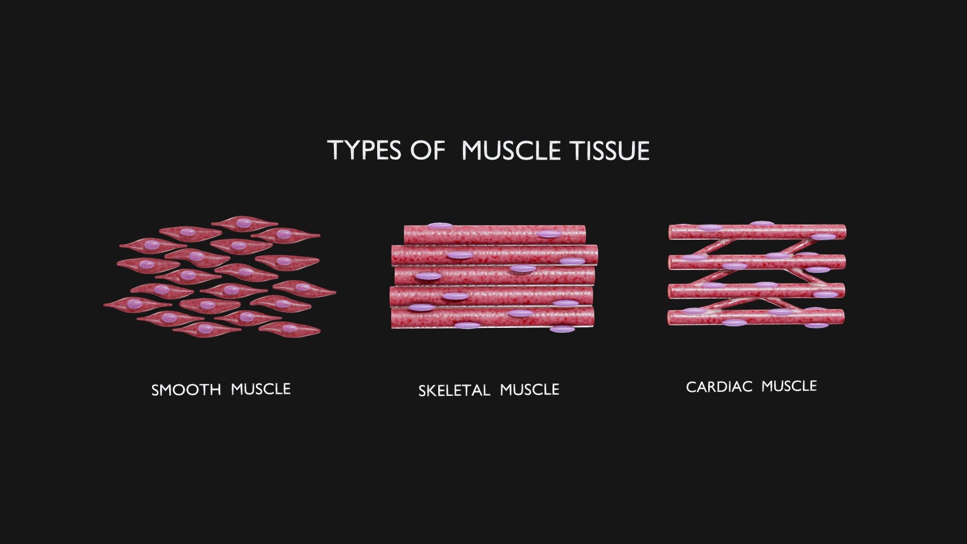 Types of Muscle Tissue

Smooth muscle is found in organs and structures like the digestive tract, skeletal muscle is attached to bones for voluntary movement, and cardiac muscle forms the heart, facilitating involuntary contractions to pump blood.




Format: FBX, OBJ, MTL, STL, glb, glTF, Blender v4.0.0

Optimized UVs (Non-Overlapping UVs)

PBR Textures | 1024x1024 - 2048x2048 - 4096x4096 | (1K, 2K, 4K - Jpeg, Png)

Base Color (Albedo)

Normal Map

AO Map

Metallic Map

Roughness Map

Height Map

Opacity Map
 - Types of Muscle Tissue - Buy Royalty Free 3D model by Nima (@h3ydari96) 3d model