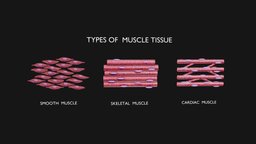 Types of Muscle Tissue