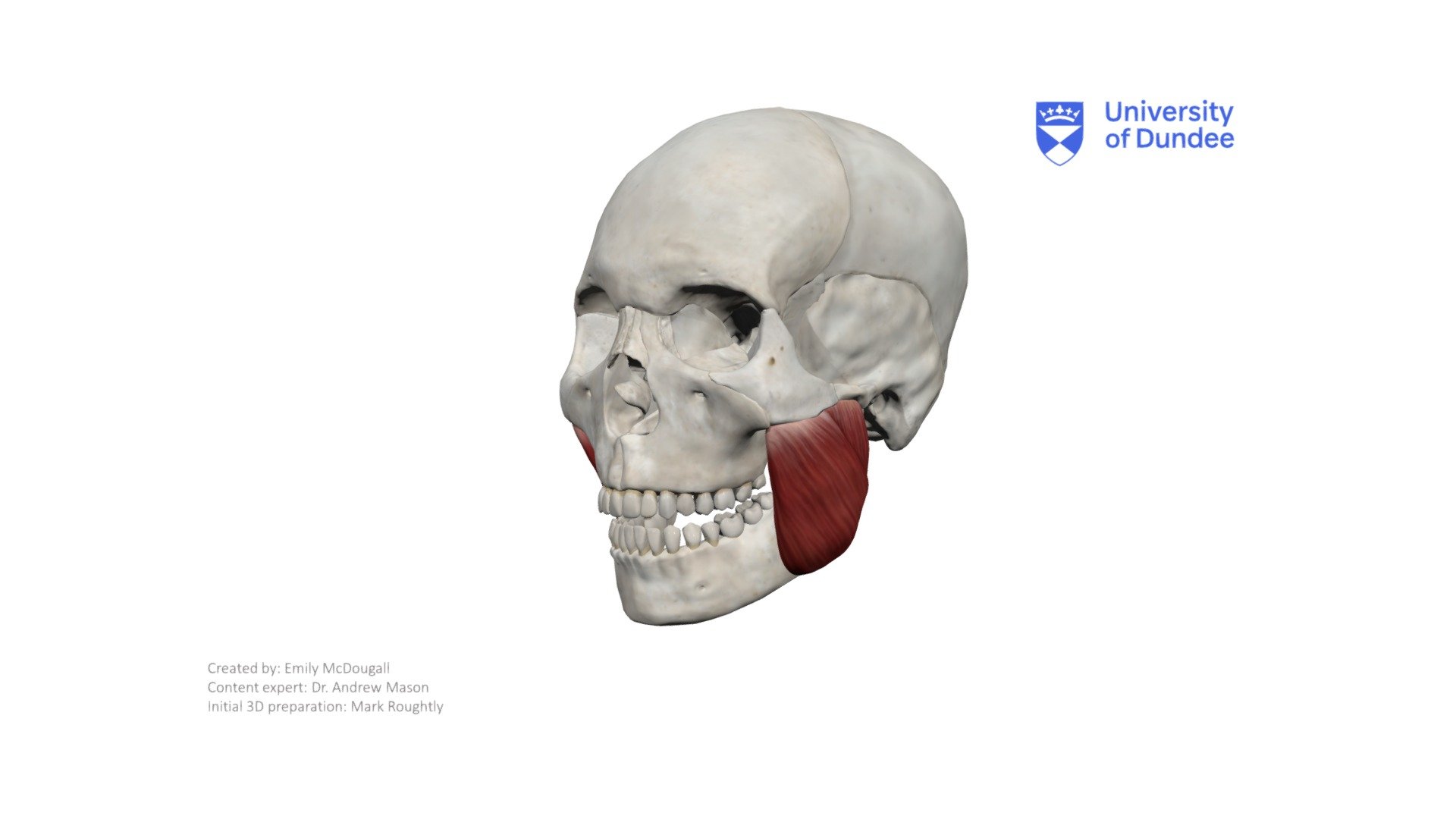 The masseter is a muscle of mastication. This muscle elevates the mandible (jaw).

Created by the University of Dundee, School of Dentistry - Masseter - 3D model by University of Dundee, School of Dentistry (@DundeeDental) 3d model